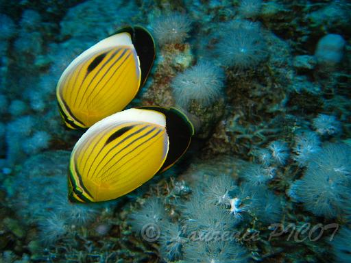 papillon côtelé - Chaetodon austracius.JPG